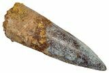 Fossil Spinosaurus Tooth - Real Dinosaur Tooth #345404-1